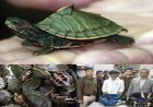 राजधानी के रेलवे स्टेशन पर मिले कछुए: चेकिंग के दौरान 311 कछुए बरामद