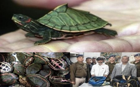 राजधानी के रेलवे स्टेशन पर मिले कछुए: चेकिंग के दौरान 311 कछुए बरामद