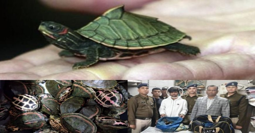 राजधानी के रेलवे स्टेशन पर मिले कछुए: चेकिंग के दौरान 311 कछुए बरामद